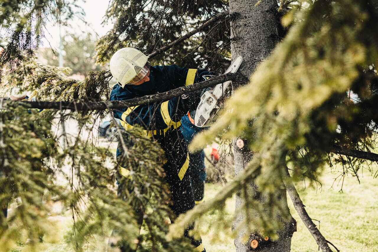 Florence, OR Tree Service Company